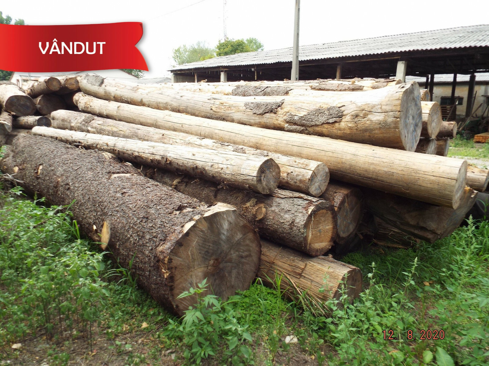 Material Lemnos: Lot 3 - 53,73 m3 lemn rotund esență rășinoasă, specia molid (a III-a licitatie)